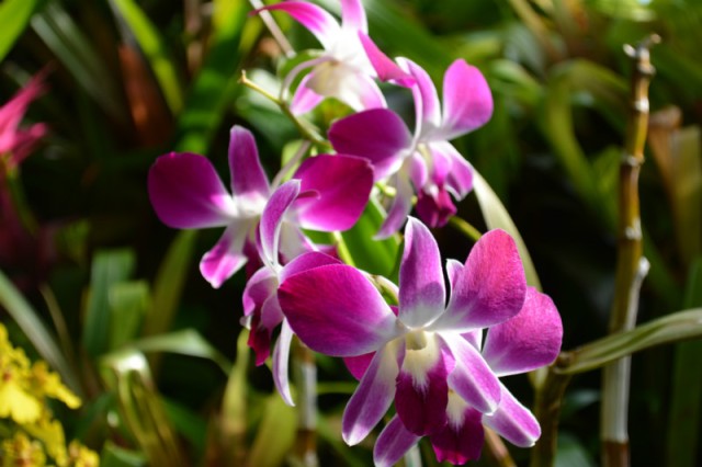 Phipps Purple Flower